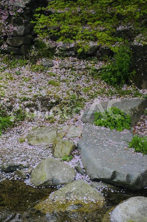 桜の花びらが散った美しい花筏 川,川のせせらぎ,自然の写真素材