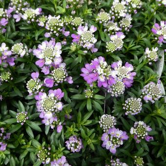 イベリス クイーンアメジストの花 イベリス クイーンアメジストの花 花,イベリス,クイーンアメジストの写真素材