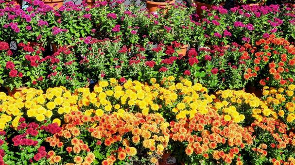 笠間稲荷神の社門前通り・秋の菊(笠間市) 笠間稲荷神の社門前通り・秋の菊(笠間市) 秋,菊,花の写真素材