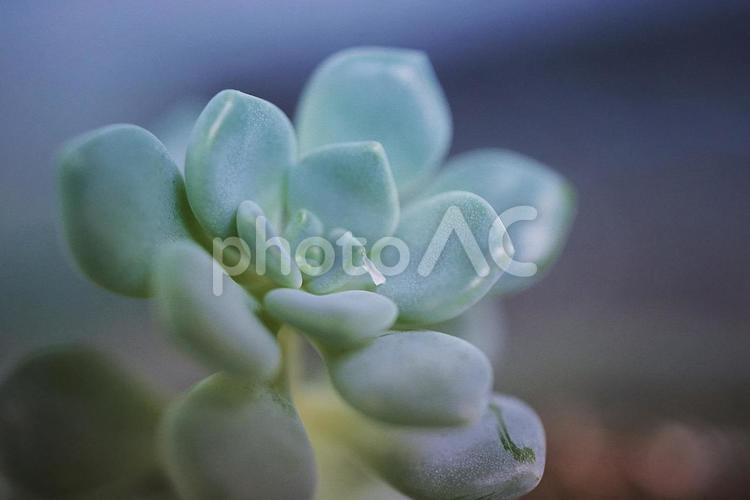 多肉植物 背景,マクロ,多肉植物の写真素材