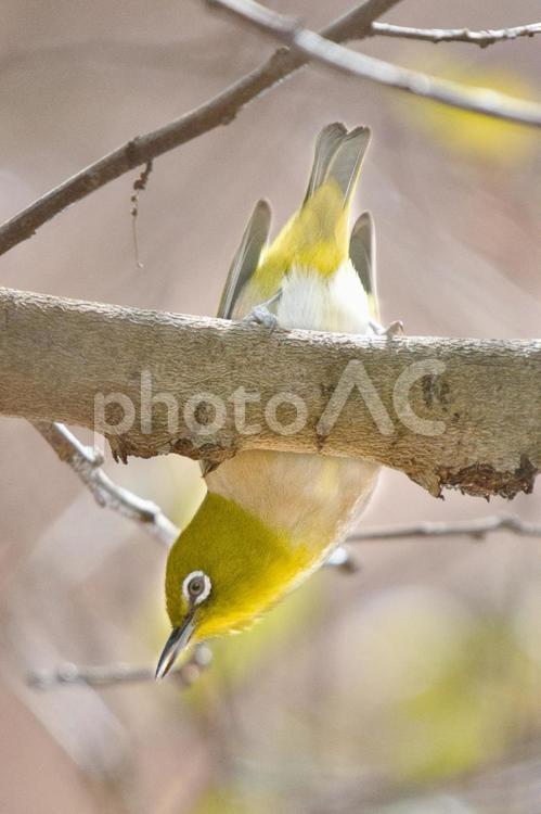 逆さまメジロの瞬間 メジロ,野鳥,小鳥の写真素材