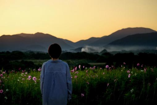 <素材>秋のコスモス畑の日暮れと女性 <素材>秋のコスモス畑の日暮れと女性 女性,サンセット,夜明けの写真素材