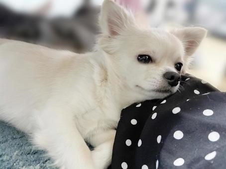 飼い主の足に顔を乗せるチワワ チワワ,室内犬,ペットの写真素材