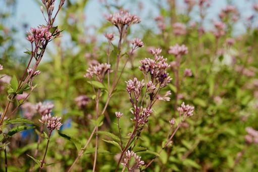 開花前のフジバカマ フジバカマ,秋の七草,花の写真素材