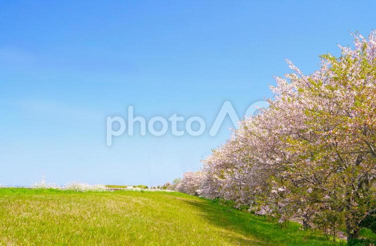 満開の桜並木 桜,春,春休みの写真素材