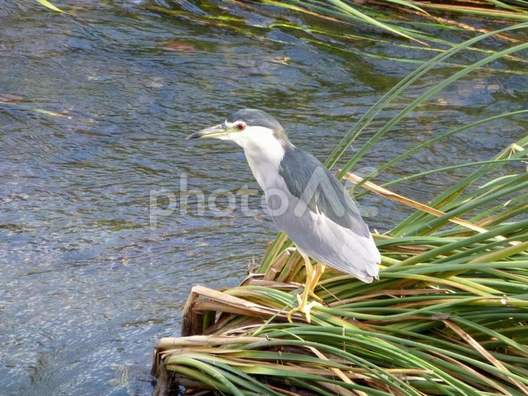 川の中洲にある水草に乗るゴイサギ ゴイサギ,鳥,野鳥の写真素材