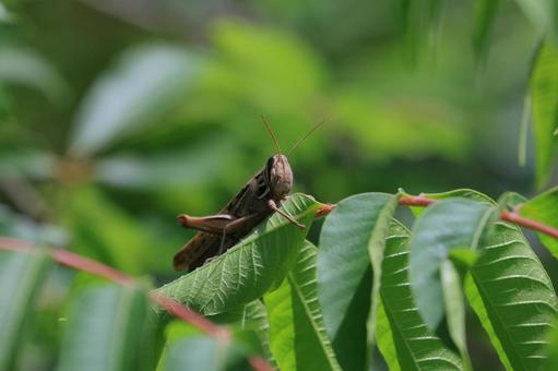 ツチイナゴ ツチイナゴ,昆虫,葉の写真素材