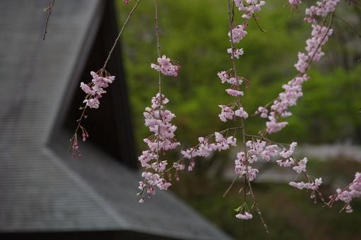 しだれ桜のある風景 しだれ桜のある風景の写真