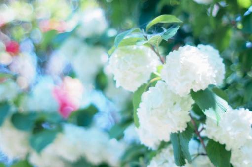 白いオオデマリの花と爽やかな春の光 白いオオデマリの花と爽やかな春の光 アジサイ,白い花,ビバーナムの写真素材