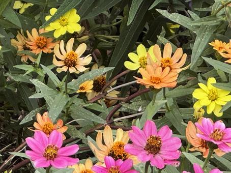 秋の花 秋の花 秋の花,秋,10月の写真素材