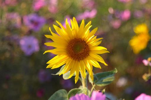 ひまわりとコスモス ひまわり,コスモス,花の写真素材