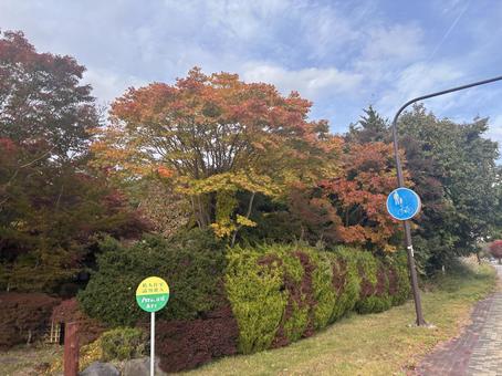 秋の訪れ２ もみじ,紅葉,黄色い葉の写真素材