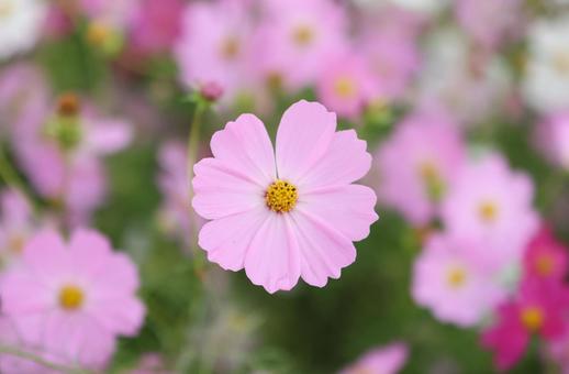 コスモス畑 コスモス,秋,こすもすの写真素材