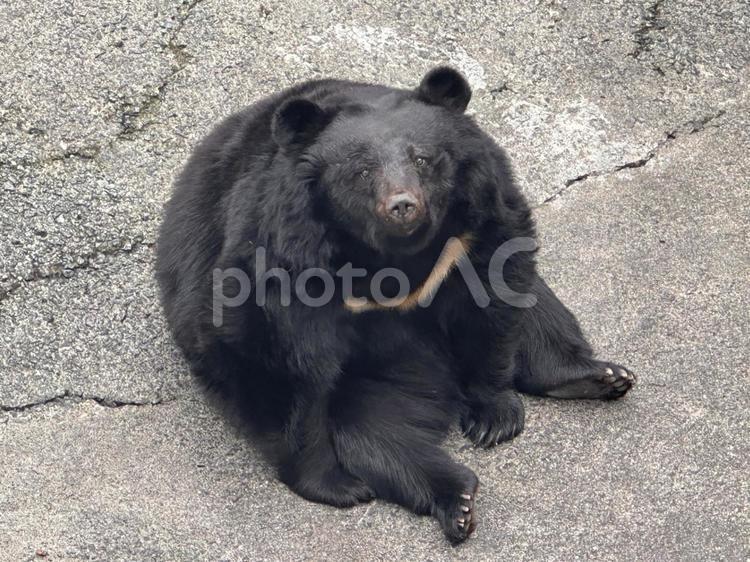 見上げるくまさん 動物園,かわいい,クマの写真素材