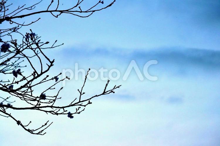 桜の蕾と空 空,桜の蕾,雲の写真素材