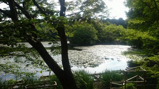 寺の庭園4 寺の庭園4の写真