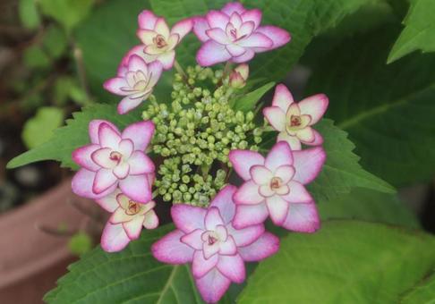 平安時代に名付けられたの写真