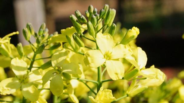 菜の花のドアップ 菜の花のドアップの写真