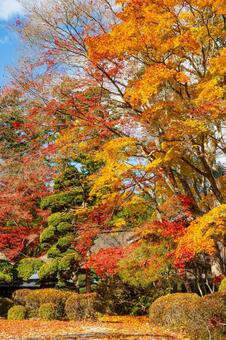 佐々木家住宅の秋景色⑽ 晩秋,紅葉,モミジの写真素材