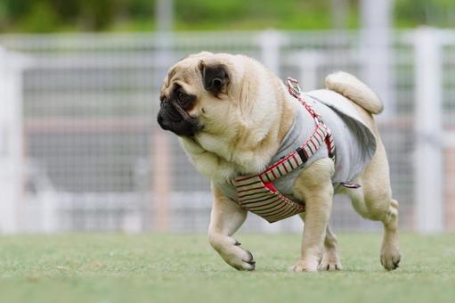 犬のポートレート 犬,パグ,小型犬の写真素材