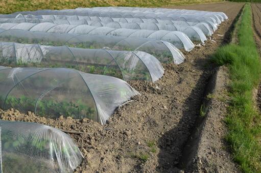ビニールトンネル栽培 ビニールトンネル栽培,ビニールトンネル,農業用ビニールトンネルの写真素材