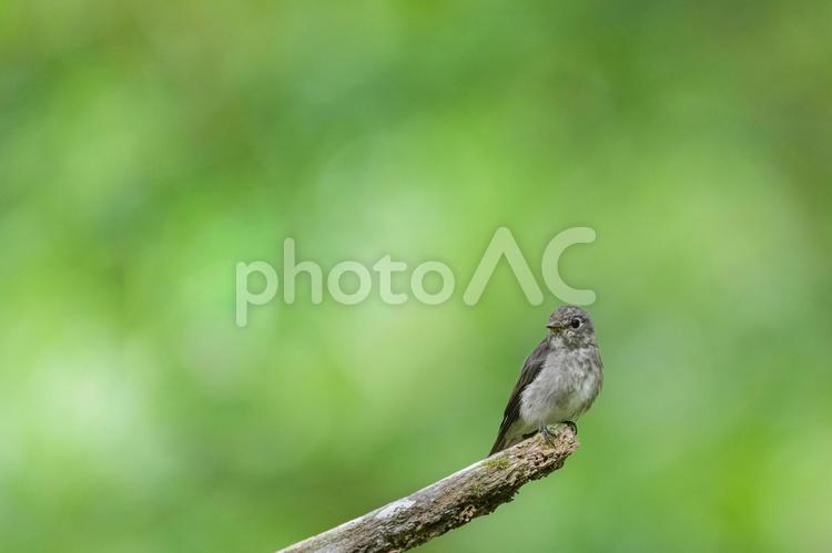 野鳥のいる風景(サメビタキ) サメビタキ,野鳥のいる風景,グリーンの写真素材
