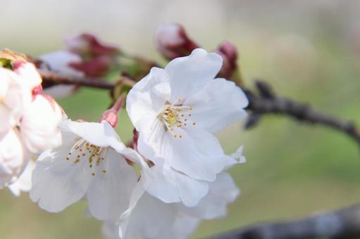 桜 桜 春,3月,桜の写真素材