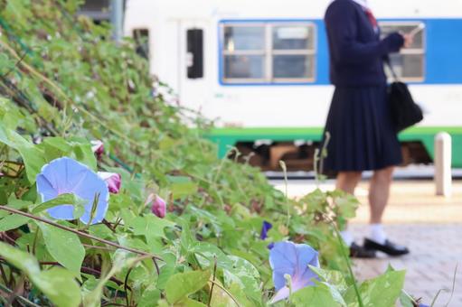 緑のカーテン(アサガオ) 緑のカーテン(アサガオ)の写真