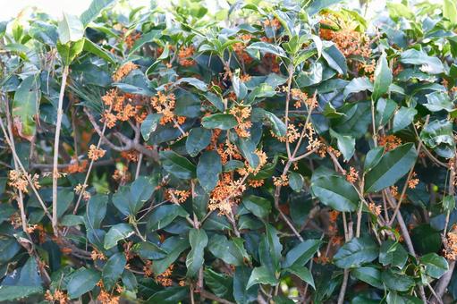 キンモクセイの垣根 キンモクセイ,垣根,花の写真素材