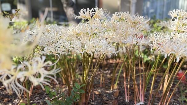 美しい彼岸花 彼岸花,花,秋の写真素材