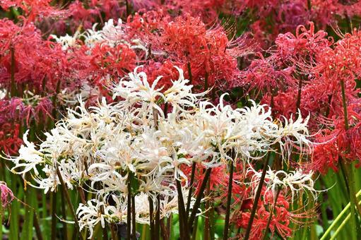曼珠沙華 曼珠沙華 マンジュシャゲ,ヒガンバナ,石蒜の写真素材