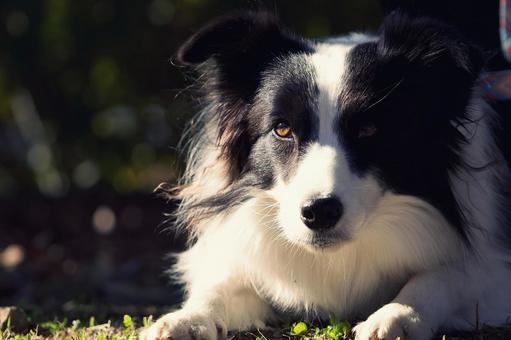 ボーダーコリー 犬,ボーダーコリー,いぬの写真素材
