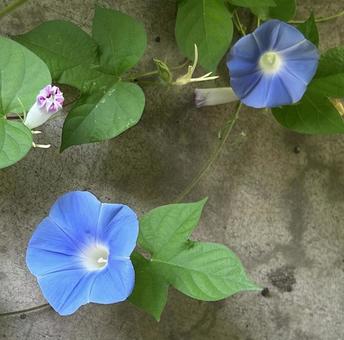 朝顔 朝顔,花,青いの写真素材
