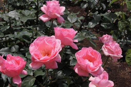 バラ・薔薇 クイーンエリザベス バラ・薔薇 クイーンエリザベスの写真
