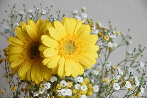 ガーベラとかすみ草 ガーベラ,黄色,かすみ草の写真素材