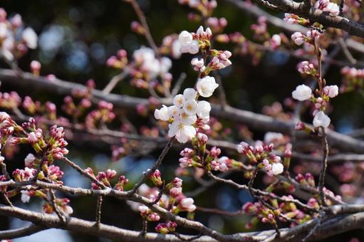サクラの花の開花 サクラの花の開花の写真