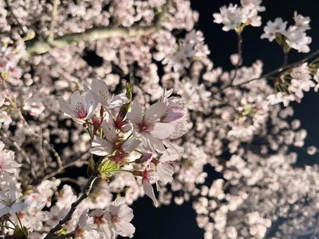 桜 桜の写真