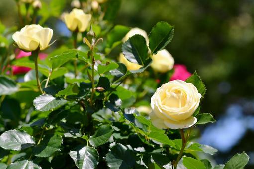 薔薇 クリーミーエデン 薔薇 クリーミーエデン 薔薇,クリーミーエデン,花の写真素材