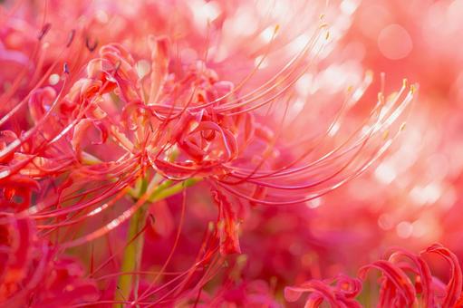 熊本-【番所の棚田の彼岸花】 熊本,番所,棚田の写真素材