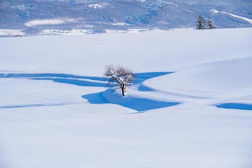 雪と光の造形美、孤高の樹と吹雪の木立 白一色,木立,雪の写真素材