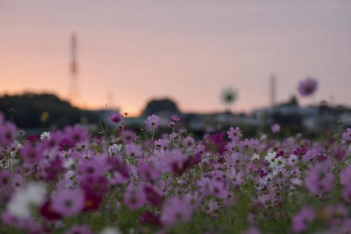 朝焼けのコスモス畑 朝焼けのコスモス畑の写真