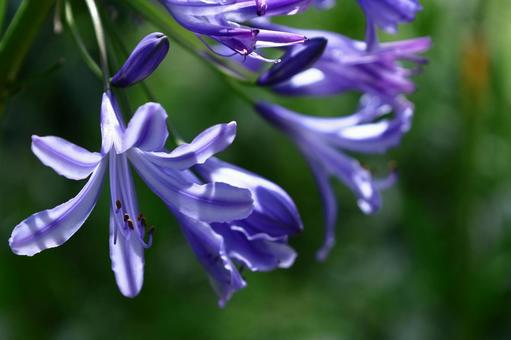 Photo, agapanthus, purple clam, murasaki kunsiran, 