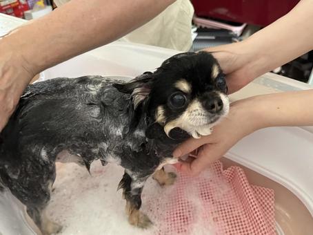 黒チワワ、お風呂タイム 黒チワワ、お風呂タイムの写真