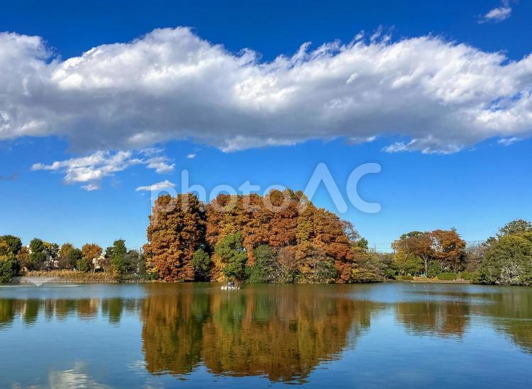等々力緑地 の釣り池　秋　紅葉 等々力緑地,等々力,秋の写真素材