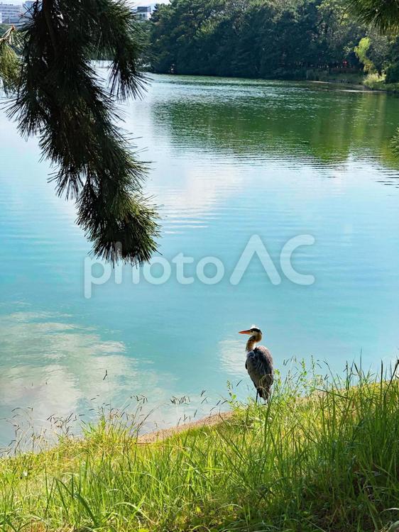 水辺のサギ サギ,鳥,池の写真素材