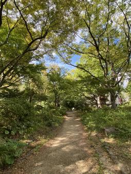 都内で森林浴 都内で森林浴 公園,森林浴,木陰の写真素材