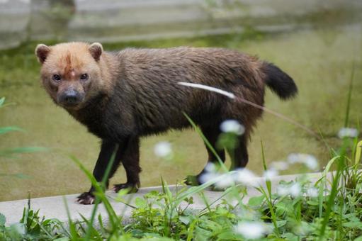 Photo, yabuine, dongshan zoological and botanical garden, small animals, 