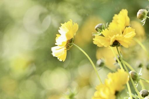Yellow Flower, JPG