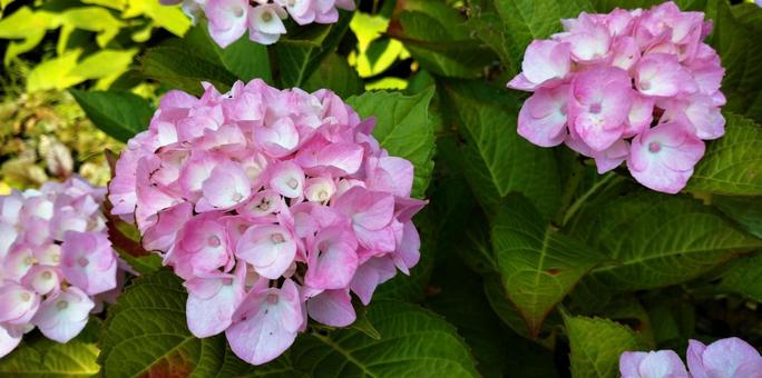 ピンクのアジサイの写真