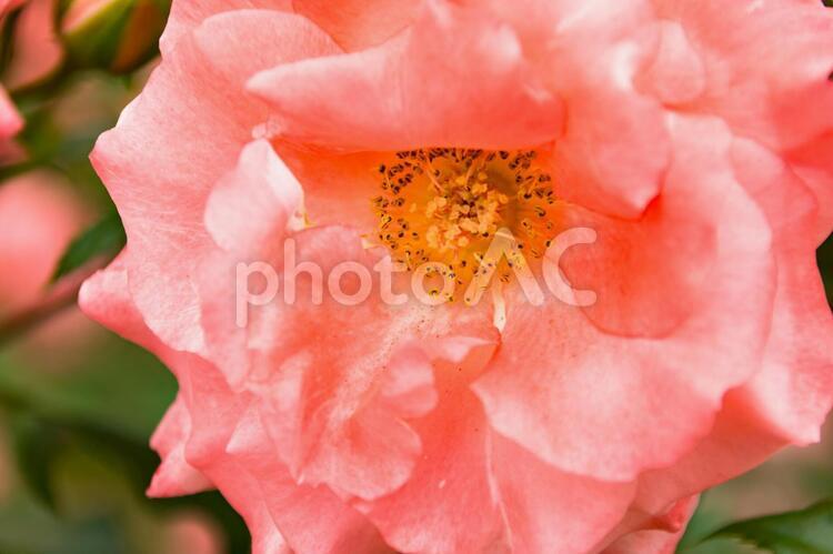 薔薇(ソニア) 薔薇,バラ,ソニアの写真素材